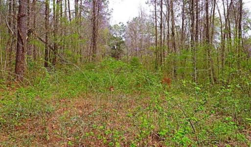 Photo of SOLD!!  12 Acres of Residential and Timber Land for Sale in Wake County NC!
