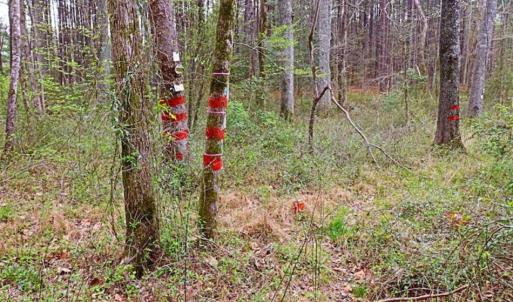 Photo of SOLD!!  12 Acres of Residential and Timber Land for Sale in Wake County NC!