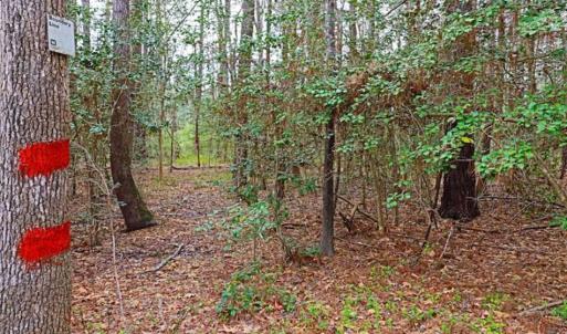 Photo of SOLD!!  12 Acres of Residential and Timber Land for Sale in Wake County NC!