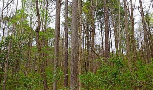Photo of SOLD!!  12 Acres of Residential and Timber Land for Sale in Wake County NC!