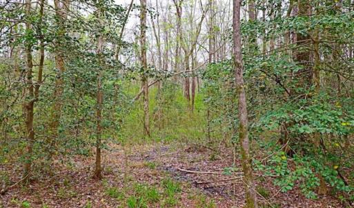 Photo of SOLD!!  12 Acres of Residential and Timber Land for Sale in Wake County NC!