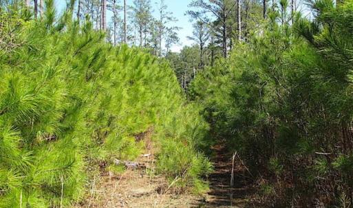 Photo of SOLD!!  41 Acres of Waterfront Property For Sale in Accomack County VA!