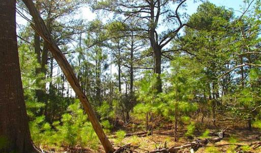 Photo of SOLD!!  41 Acres of Waterfront Property For Sale in Accomack County VA!