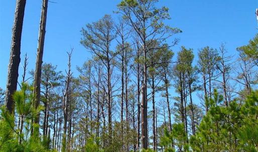 Photo of SOLD!!  41 Acres of Waterfront Property For Sale in Accomack County VA!