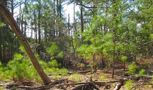 Photo of SOLD!!  41 Acres of Waterfront Property For Sale in Accomack County VA!