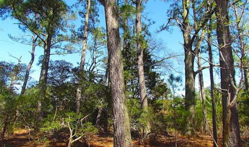 Photo of SOLD!!  41 Acres of Waterfront Property For Sale in Accomack County VA!