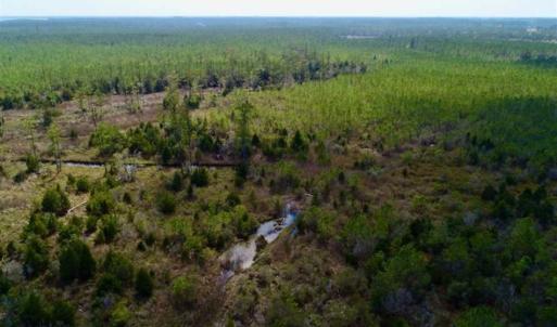 Photo of 16.64 Acres of Hunting Land for Sale in Pamlico County NC!
