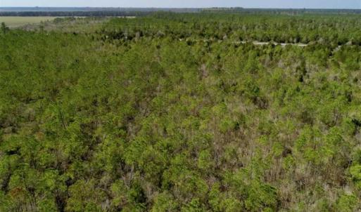 Photo of 16.64 Acres of Hunting Land for Sale in Pamlico County NC!