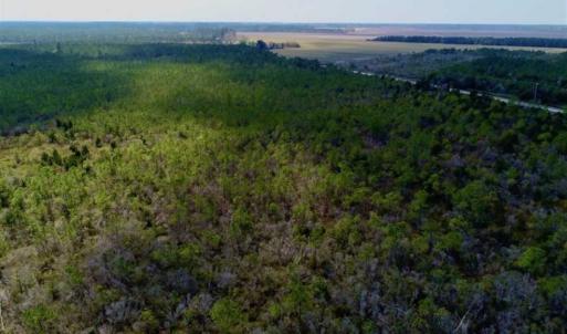 Photo of 16.64 Acres of Hunting Land for Sale in Pamlico County NC!