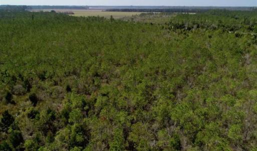Photo of 16.64 Acres of Hunting Land for Sale in Pamlico County NC!