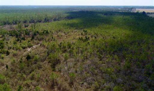 Photo of 16.64 Acres of Hunting Land for Sale in Pamlico County NC!