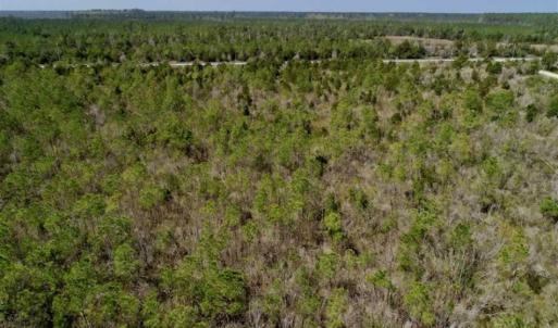 Photo of 16.64 Acres of Hunting Land for Sale in Pamlico County NC!