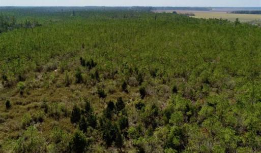 Photo of 16.64 Acres of Hunting Land for Sale in Pamlico County NC!