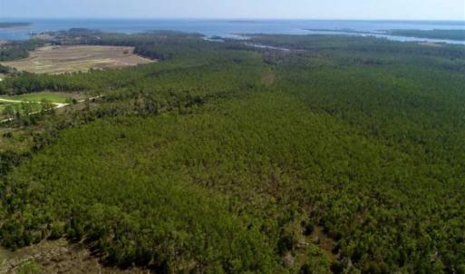 Photo of 16.64 Acres of Hunting Land for Sale in Pamlico County NC!