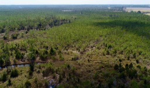 Photo of 16.64 Acres of Hunting Land for Sale in Pamlico County NC!