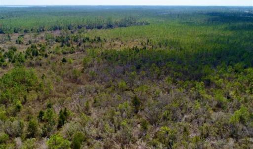 Photo of 16.64 Acres of Hunting Land for Sale in Pamlico County NC!