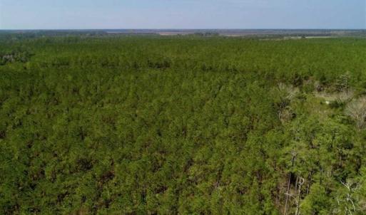 Photo of SOLD!!  26.94  Acres of Hunting Land for Sale in Pamlico County NC!
