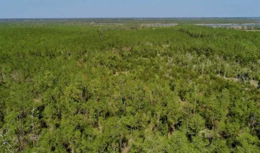 Photo of SOLD!!  26.94  Acres of Hunting Land for Sale in Pamlico County NC!