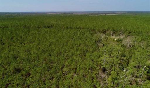 Photo of SOLD!!  26.94  Acres of Hunting Land for Sale in Pamlico County NC!