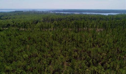 Photo of SOLD!!  26.94  Acres of Hunting Land for Sale in Pamlico County NC!