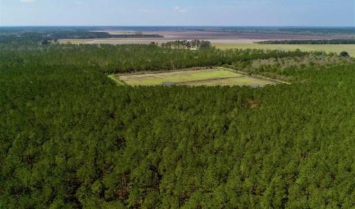 Photo of SOLD!!  50.29  Acres of Hunting Land for Sale in Pamlico County NC!