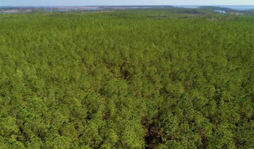 Photo of SOLD!!  50.29  Acres of Hunting Land for Sale in Pamlico County NC!