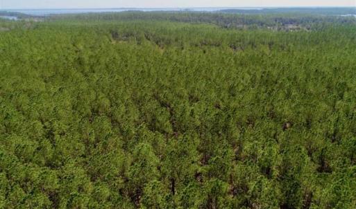 Photo of SOLD!!  50.29  Acres of Hunting Land for Sale in Pamlico County NC!