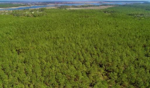 Photo of SOLD!!  50.29  Acres of Hunting Land for Sale in Pamlico County NC!