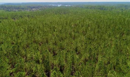 Photo of SOLD!!  50.29  Acres of Hunting Land for Sale in Pamlico County NC!