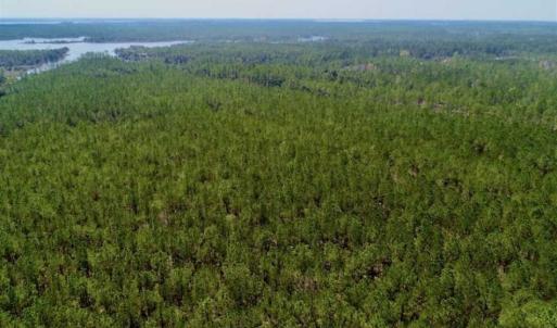 Photo of SOLD!!  50.29  Acres of Hunting Land for Sale in Pamlico County NC!