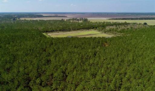 Photo of SOLD!!  50.29  Acres of Hunting Land for Sale in Pamlico County NC!