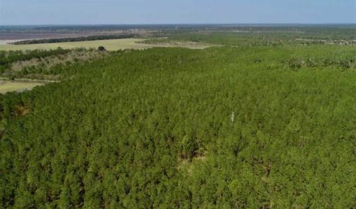 Photo of SOLD!!  50.29  Acres of Hunting Land for Sale in Pamlico County NC!