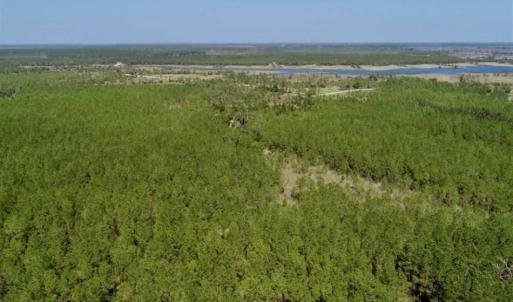 Photo of SOLD!!  50.29  Acres of Hunting Land for Sale in Pamlico County NC!