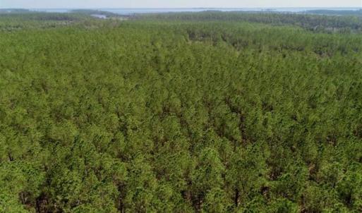 Photo of SOLD!!  50.29  Acres of Hunting Land for Sale in Pamlico County NC!