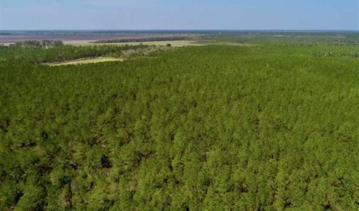 Photo of SOLD!!  50.29  Acres of Hunting Land for Sale in Pamlico County NC!