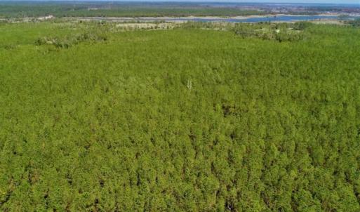 Photo of SOLD!!  50.29  Acres of Hunting Land for Sale in Pamlico County NC!
