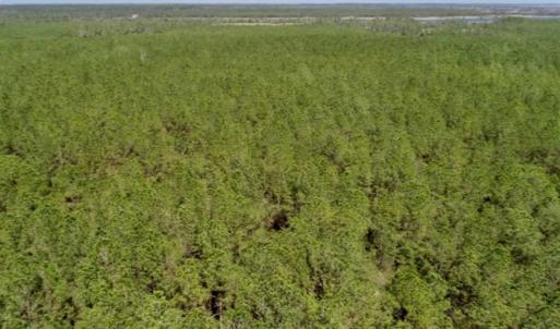 Photo of SOLD!!  50.29  Acres of Hunting Land for Sale in Pamlico County NC!