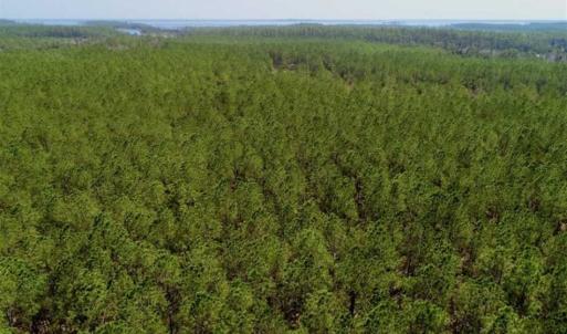 Photo of SOLD!!  50.29  Acres of Hunting Land for Sale in Pamlico County NC!