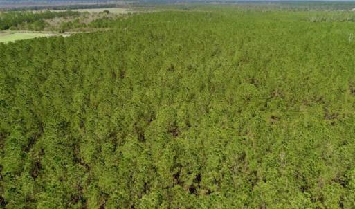 Photo of SOLD!!  50.29  Acres of Hunting Land for Sale in Pamlico County NC!