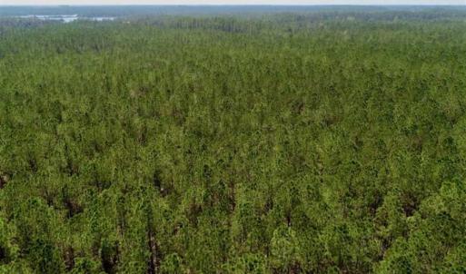 Photo of SOLD!!  50.29  Acres of Hunting Land for Sale in Pamlico County NC!