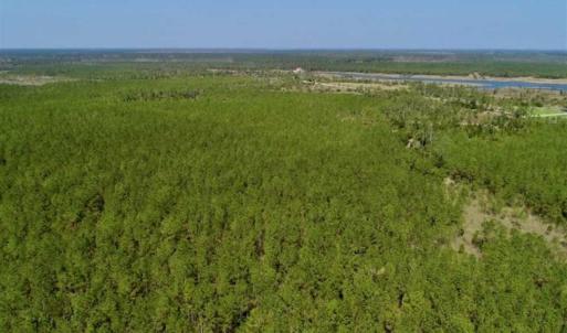 Photo of SOLD!!  50.29  Acres of Hunting Land for Sale in Pamlico County NC!