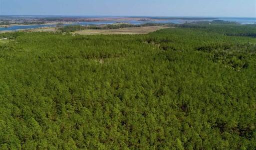 Photo of SOLD!!  50.29  Acres of Hunting Land for Sale in Pamlico County NC!