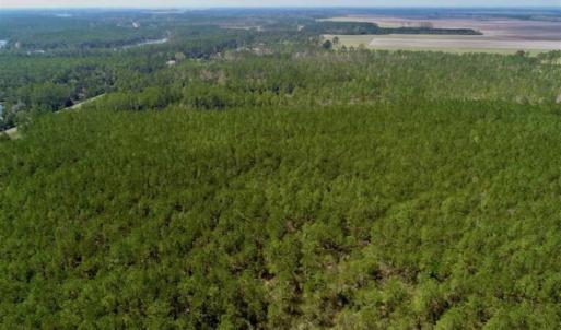 Photo of SOLD!!  50.29  Acres of Hunting Land for Sale in Pamlico County NC!