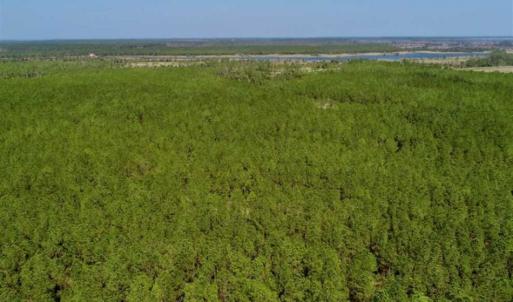 Photo of SOLD!!  50.29  Acres of Hunting Land for Sale in Pamlico County NC!