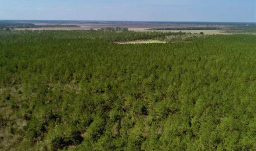Photo of SOLD!!  50.29  Acres of Hunting Land for Sale in Pamlico County NC!