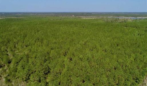 Photo of SOLD!!  50.29  Acres of Hunting Land for Sale in Pamlico County NC!