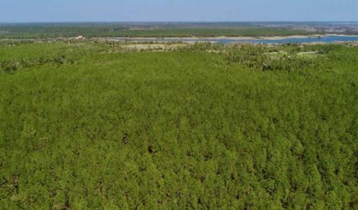 Photo of SOLD!!  50.29  Acres of Hunting Land for Sale in Pamlico County NC!