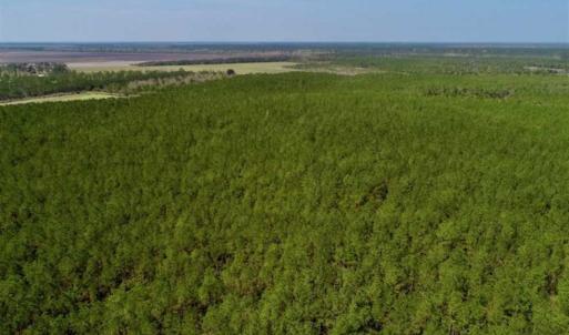 Photo of SOLD!!  50.29  Acres of Hunting Land for Sale in Pamlico County NC!