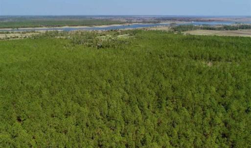 Photo of SOLD!!  50.29  Acres of Hunting Land for Sale in Pamlico County NC!