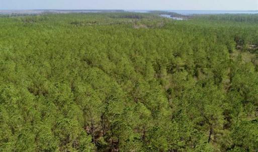 Photo of SOLD!!  50.29  Acres of Hunting Land for Sale in Pamlico County NC!